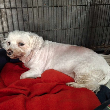 Gnadenhund Lollipop Gnadenhund Lollipop