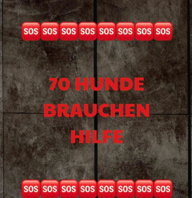 70 Hunde