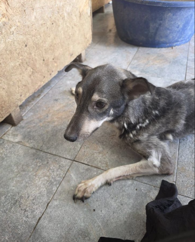 Notfall Fräulein Hilda Notfall Fräulein Hilda